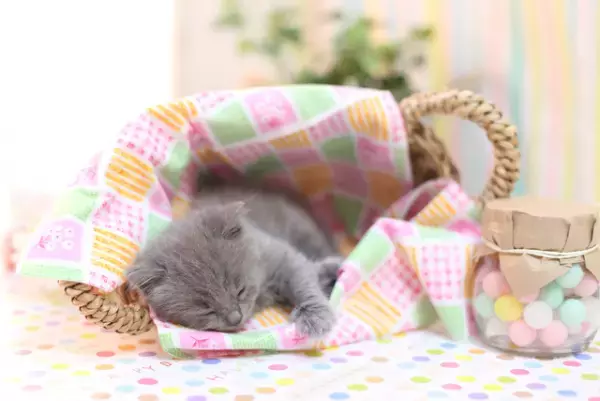 アスペルガーの娘が肌身離さずぬいぐるみを持つのはなぜ？