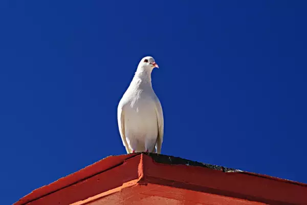 「行きたい！」と言うのに準備は渋る我が家の兄弟。変化をもたらしたホワイトボード活用法とは
