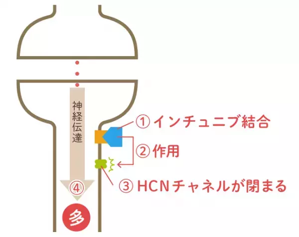 ADHD治療薬インチュニブ(グアンファシン)の効果や副作用は？ストラテラ、コンサータとの違いも解説