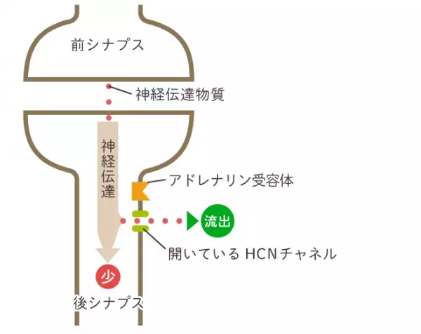 ADHD治療薬インチュニブ(グアンファシン)の効果や副作用は？ストラテラ、コンサータとの違いも解説