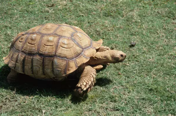 入学を遅らせる「就学猶予」で困難は解決する？自閉症の子どもにとって最適な選択を考えるために…