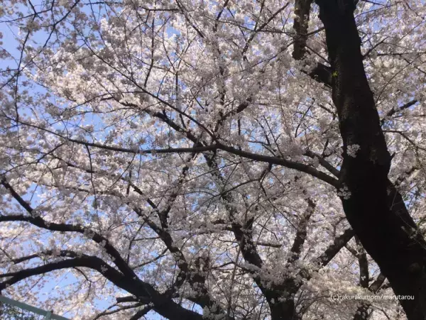 【発達凸凹男子、12才】小学校の学び方が合わなかった僕が、中学受験に合格し、勉強が好きになったワケ