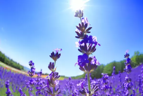 3月26日は「てんかん」啓発キャンペーンを世界中で行う「パープルデー」。紫を身につけ理解を広めよう！