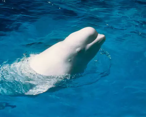 「イルカと一緒に泳ぎたい」発達障害がある娘が長年の夢を叶えた！小さいけれど、大きな一歩とは？