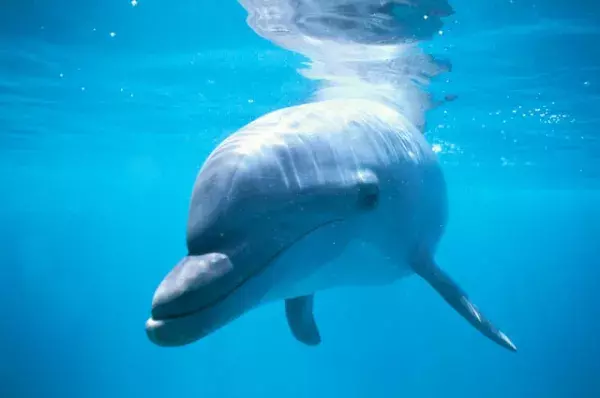 「イルカと一緒に泳ぎたい」発達障害がある娘が長年の夢を叶えた！小さいけれど、大きな一歩とは？の画像