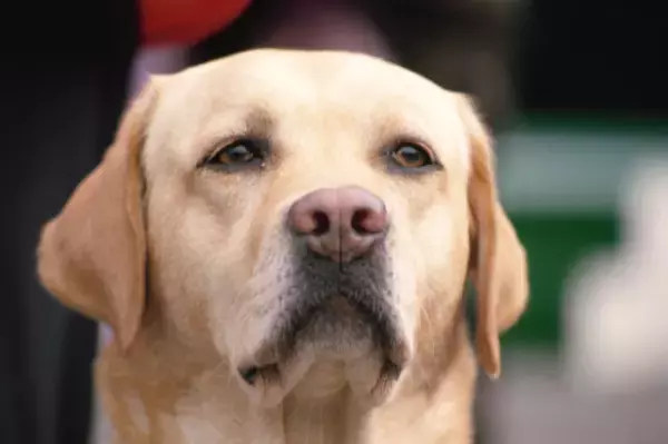 【発達障害 子育て】娘、3歳半。会話ができない娘の中に育まれていた、豊かな感情。私が「最初の気づき」を得られたとき