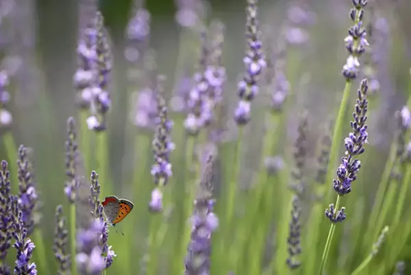 不安障害（不安症）とは？診断基準・種類・治療法・相談先・周囲の対応法まとめ