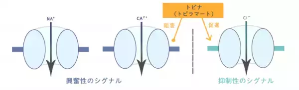 てんかんの治療法は？発作の種類によって合う薬は違う？単剤で抑えられない部分発作に処方されるトピナ（トピラマート）の特徴や副作用も解説【医師監修】