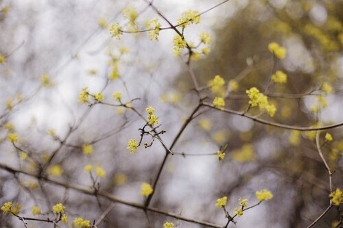 「恋愛最強ラッキー風水占い」1月16日～1月31日