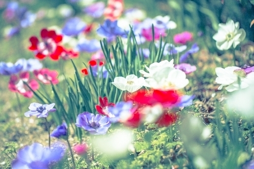 「恋愛最強ラッキー風水占い」　2月16日～2月28日