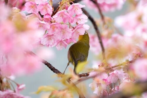 「恋愛最強ラッキー風水占い」　4月1日～4月15日