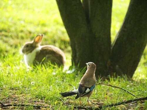 【夢占い】吉凶を占う！かわいい動物にまつわる夢４つ
