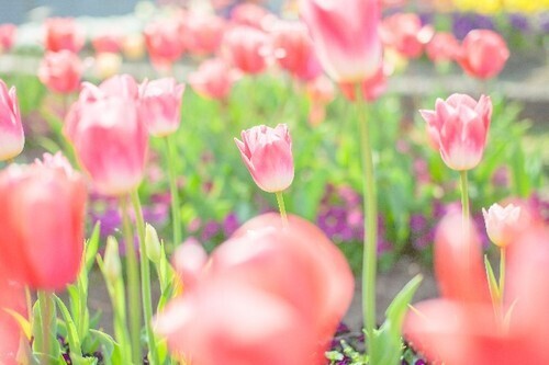 「恋愛最強ラッキー風水占い」　4月16日～4月30日