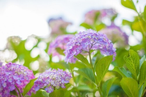 「恋愛最強ラッキー風水占い」5月16日～5月31日