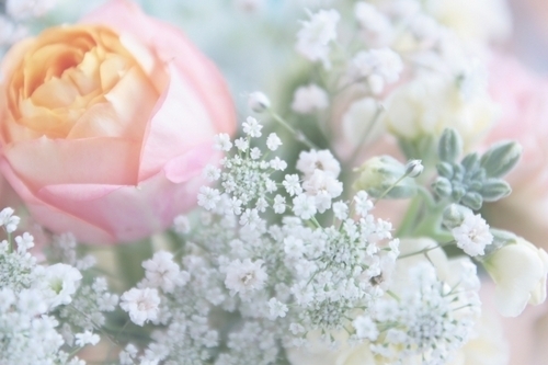 【七曜星風水】「金星メソッド」で華のある女性になろう！