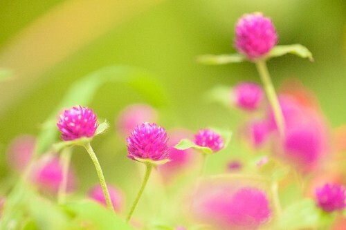 「恋愛最強ラッキー風水占い」6月1日～6月15日