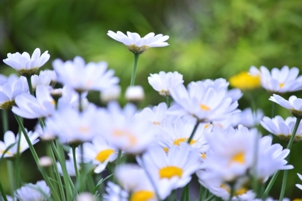 【マヤ占い】白い世界の橋渡しの１３日間は、自分の世界観を拡大させよう！