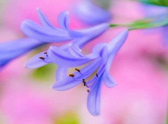 「恋愛最強ラッキー風水占い」　7月1日～7月15日