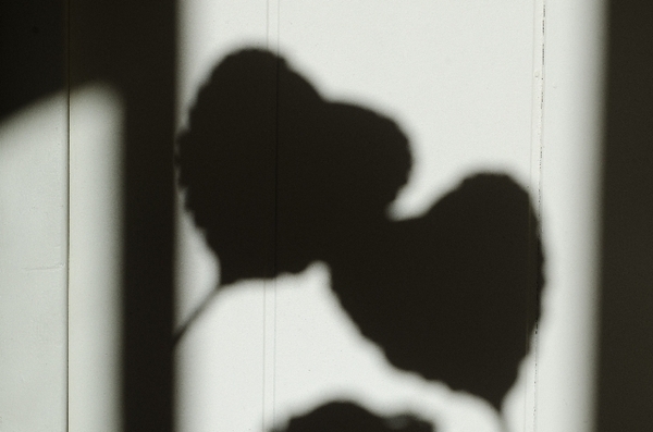 恋愛傾向をチェック！エンジェル・スパイダー占い【6/22-10/23生まれ】