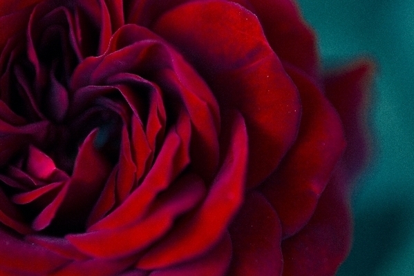 【マヤ占い】赤い蛇の１３日間は、情熱のエネルギーをまっすぐに打ち込もう！