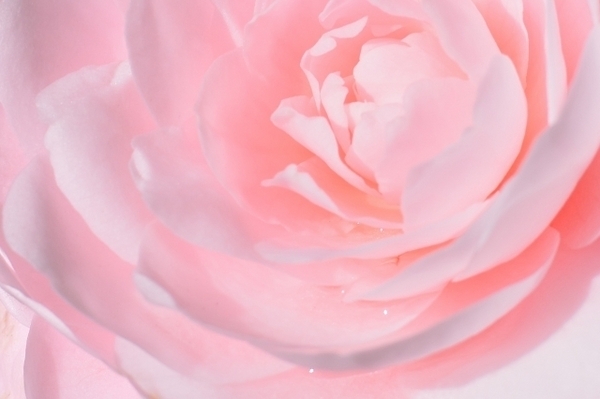 【星座別性格分析】乙女座の魅力とは？