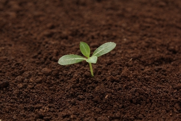 星座グループの個性に迫る！地の星座はどんな人?