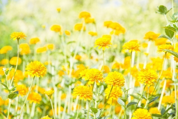 【マヤ占い】黄色い種の１３日間は、気付きの種を蒔き、育てよう！