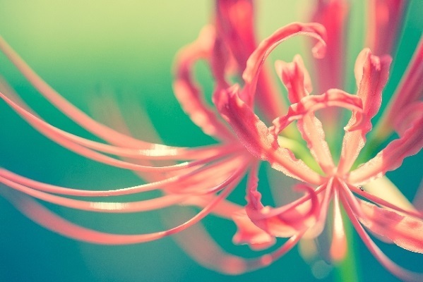 「恋愛最強ラッキー風水占い」　9月1日～9月15日