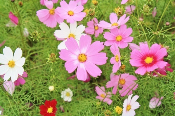 十二支で占う！９月の運勢【子年～巳年】