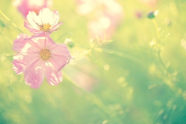 腸の中のお花畑を満開にしよう？！美肌とお通じの深～い関係・ポイント４つ