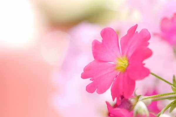 私はどんな恋をするの？！数秘術で見る恋愛傾向