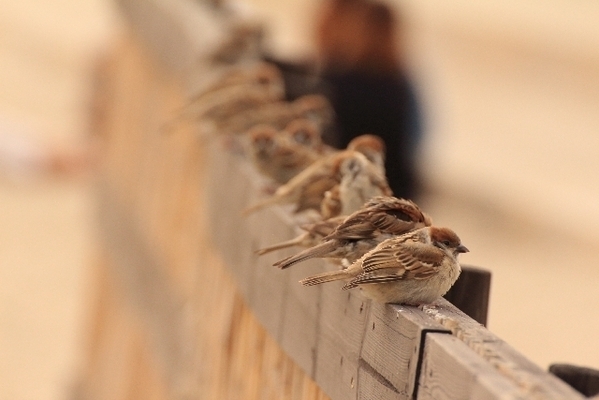 【夢占い】吉凶を占う！鳥にまつわる夢４つ