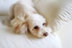 【マヤ占い】白い犬の１３日間は、信頼関係を構築しよう！