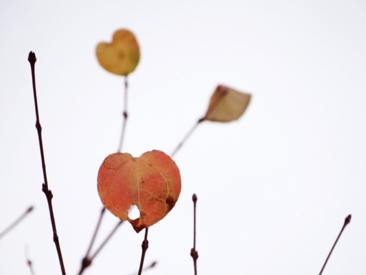 哀しい恋の末路！失恋後のあなたの姿は！？血液型から見る、立ち直るための処方箋