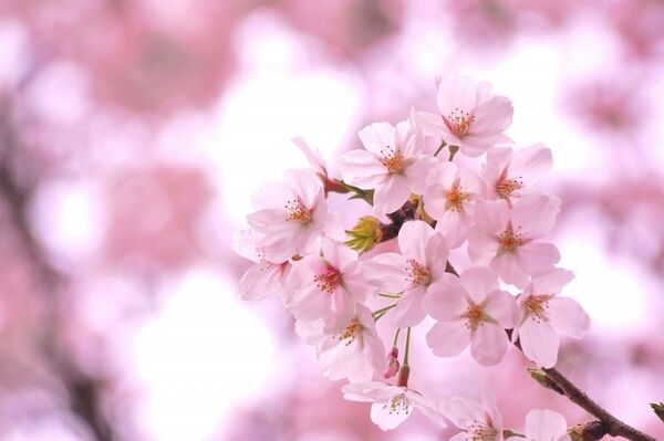 春の夢が好きな相手を振り向かせる！？季節の夢からわかるあなたの心のバロメーター