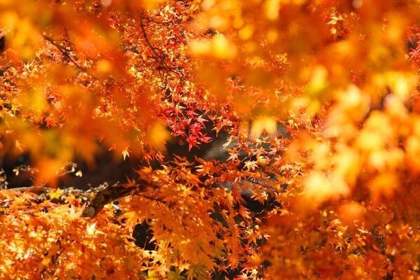 10月の十二支別の運勢【午年～亥年】