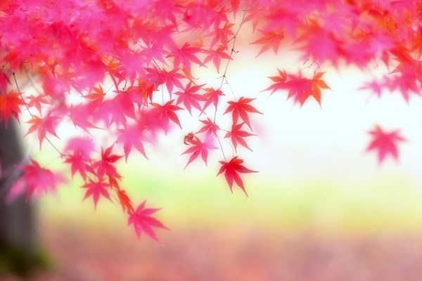 「恋愛最強ラッキー風水占い」11月16日～11月30日