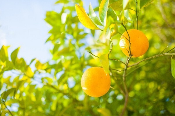 【夢占い】吉凶を占う！樹木にまつわる夢4つ