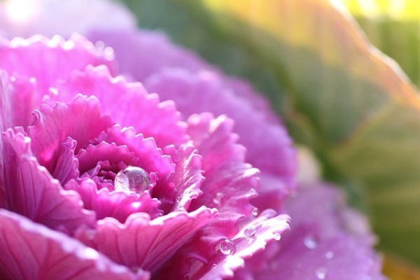 人相と占星術でわかる！2016年あなたの運命の人の顔立ちと性格　～牡牛座～