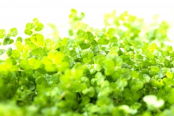 2016年上半期最強開運のための風水九星占い＜三碧木星＞