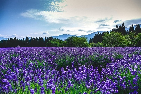 2016年上半期最強開運のための風水九星占い＜六白金星＞