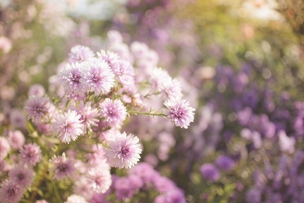 【九星別女子恋愛運アップ風水】九紫火星女子