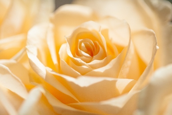 2016年上半期最強開運のための風水九星占い＜九紫火星＞