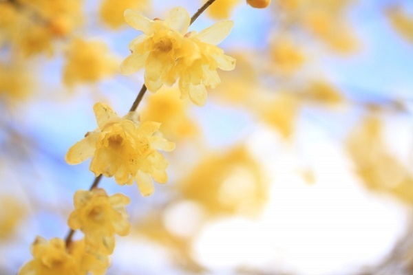 「恋愛最強ラッキー風水占い」　1月16日～1月31日