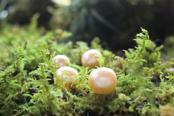 あなたの願いを叶えてくれる！効用別パワーストーン大辞典　～玉の輿に乗る～