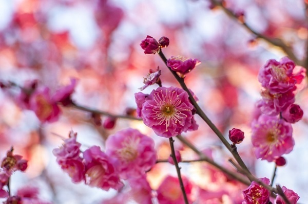 【五精音占い】恋愛成就を祈願する『立春縁結び』とは？