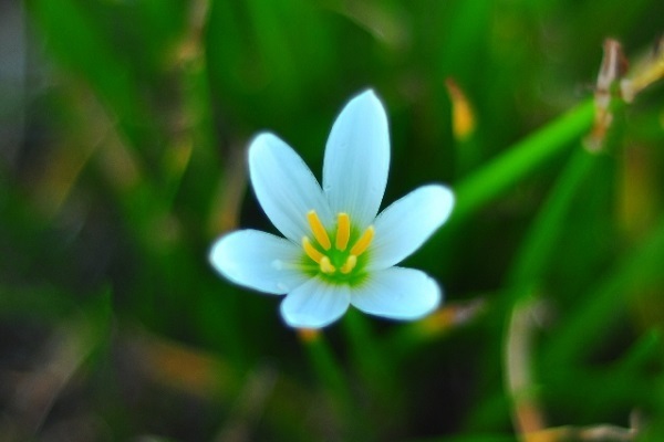 ユング心理学×西洋占星術でわかるあなたの本質　獅子座編8タイプ