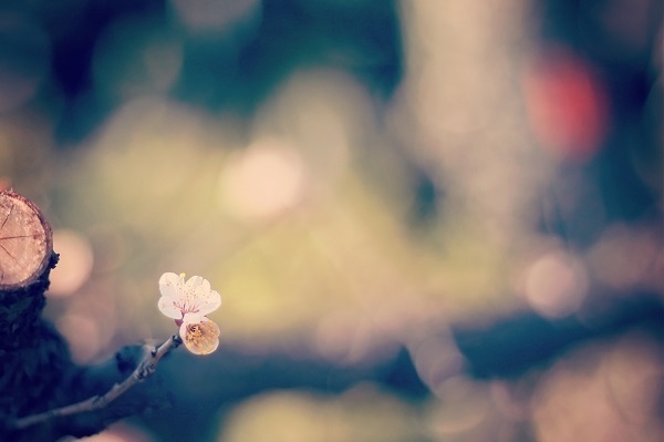 ユング心理学×西洋占星術でわかるあなたの本質　魚座編8タイプ