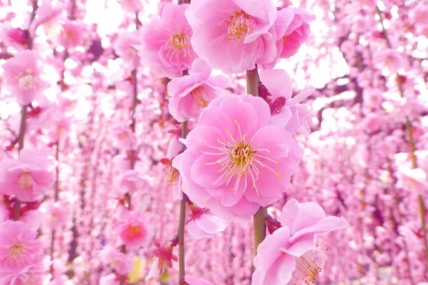 「恋愛最強ラッキー風水占い」　3月1日～3月15日