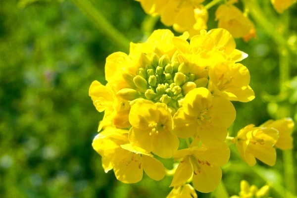 名前別・2016年3月の全体運　名前の最初の文字でわかるコトダマ診断